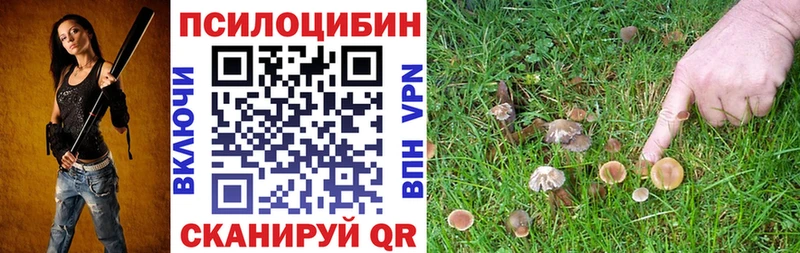 где купить наркоту  Кинешма  Галлюциногенные грибы Psilocybe 